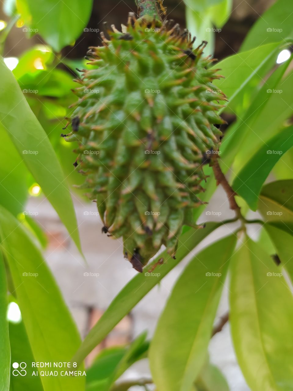 Nature, Leaf, Tropical, No Person, Growth