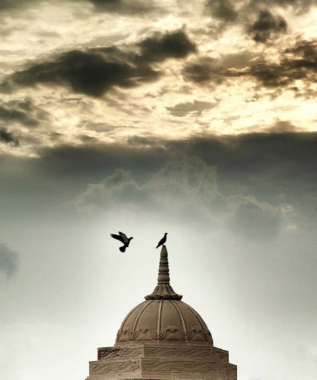 roof with bird