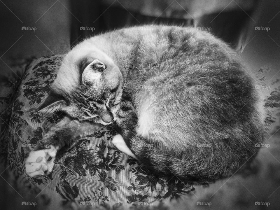 Lazy Sleeping Cat Black & White