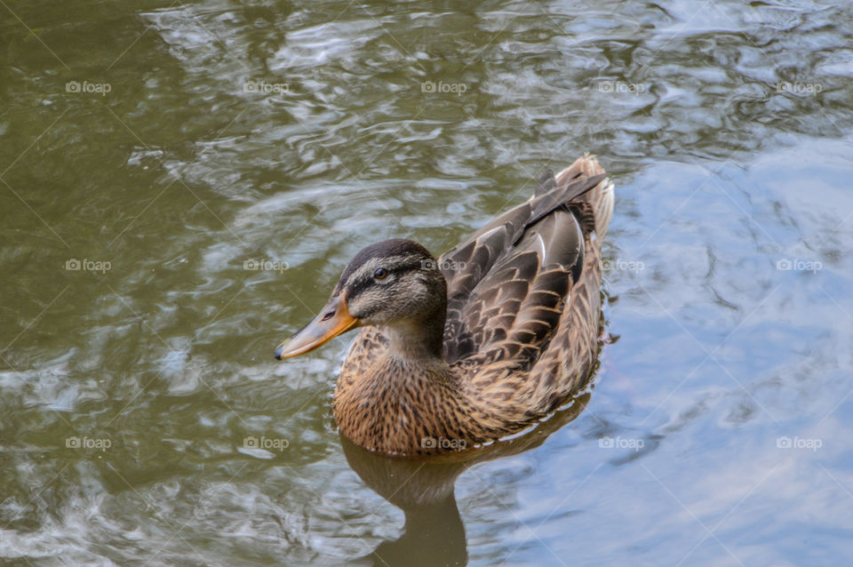 Duck Swimming In The Weather