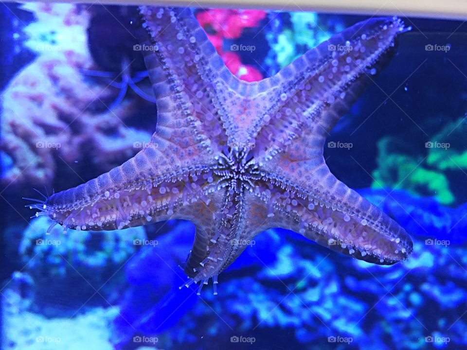 A star fish up close in a fish tank