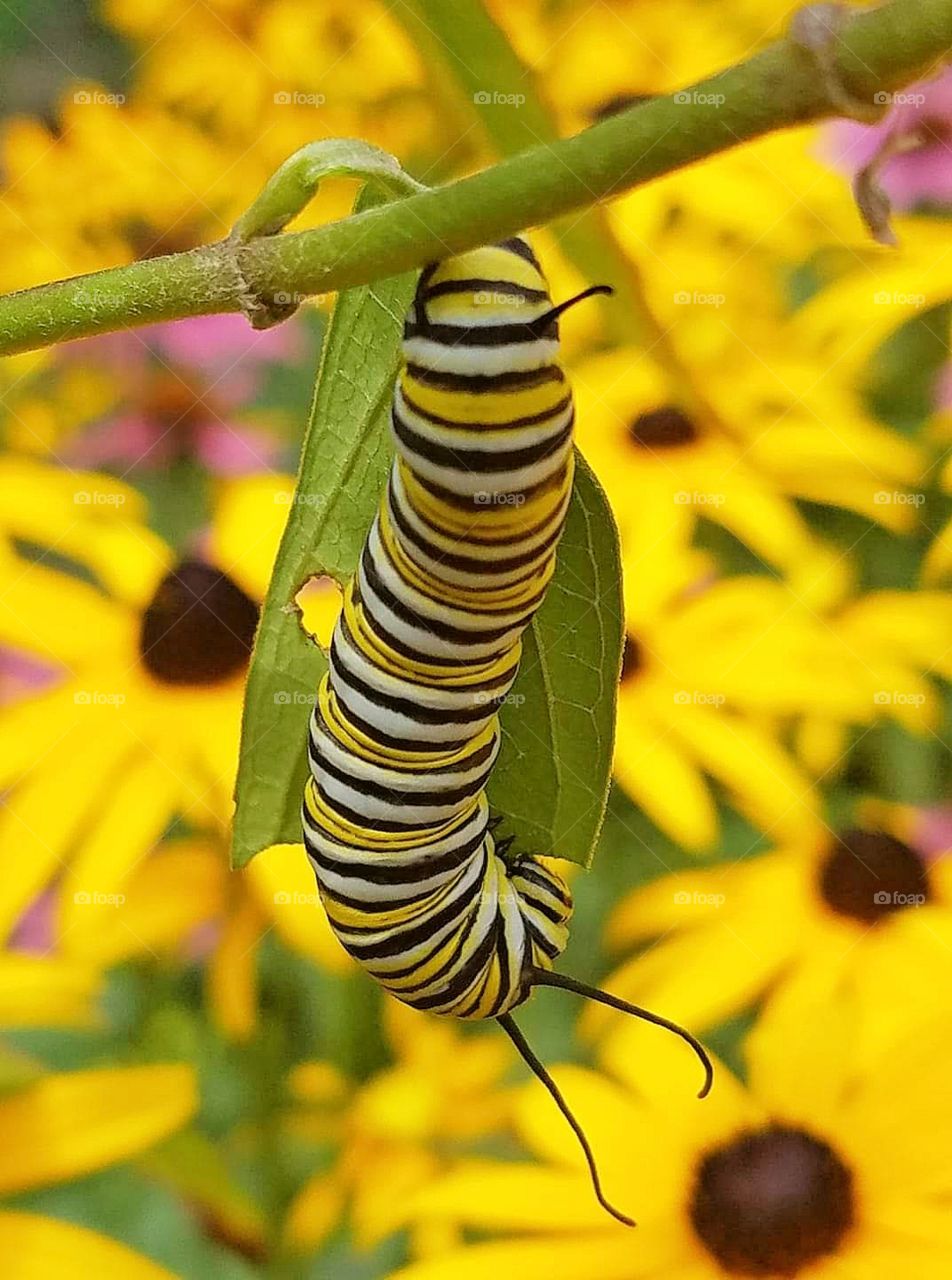 Monarch caterpillar