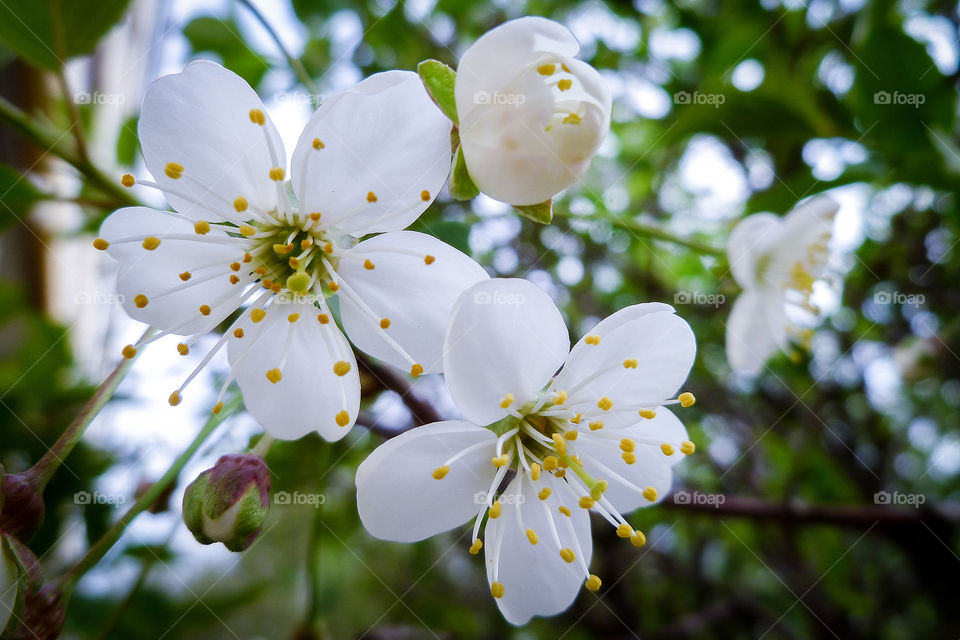 Close up of white flower