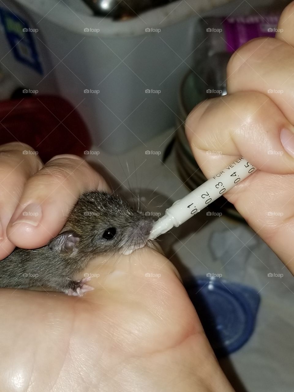 baby rat orphan