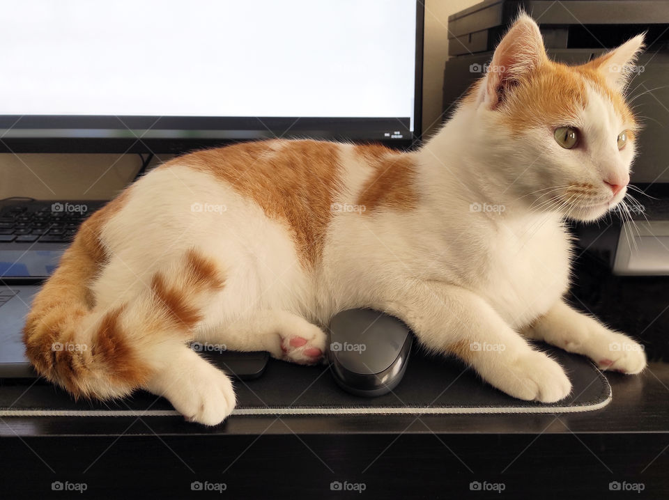 Cat sitting in front of the computer. Work from home concept.