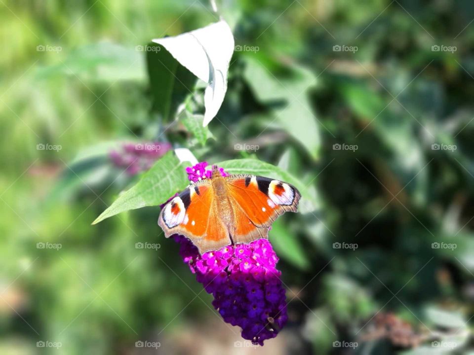 Butterfly 