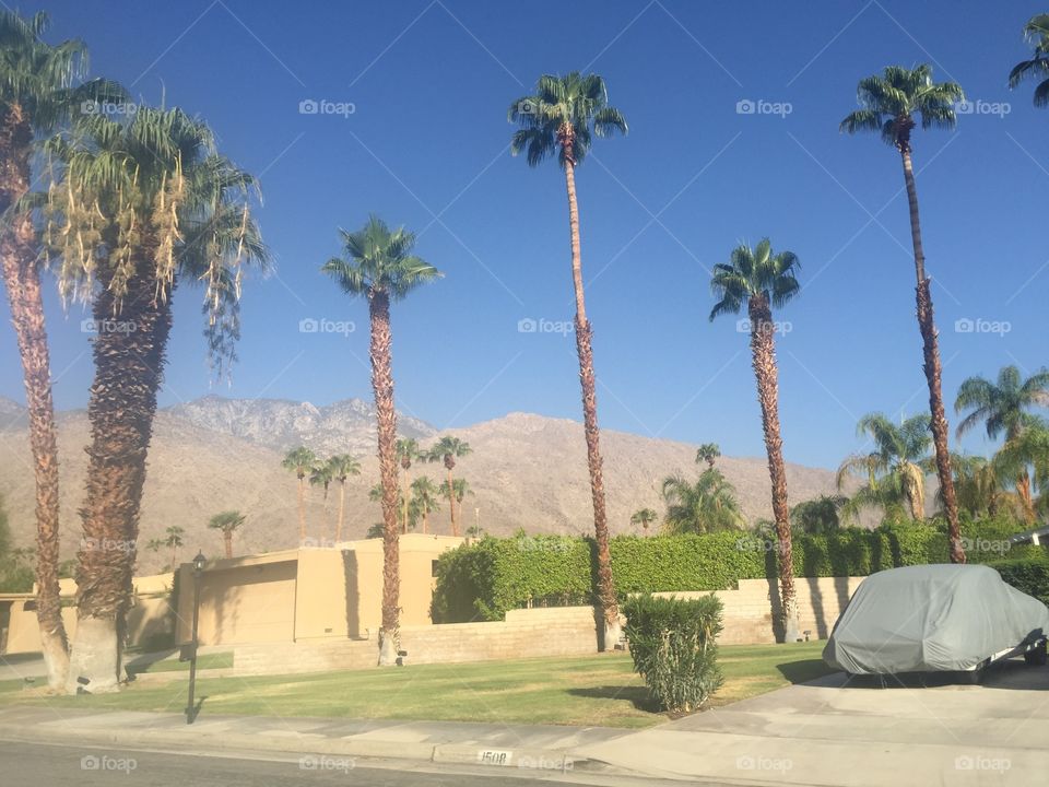 Palms in Palm Springs 