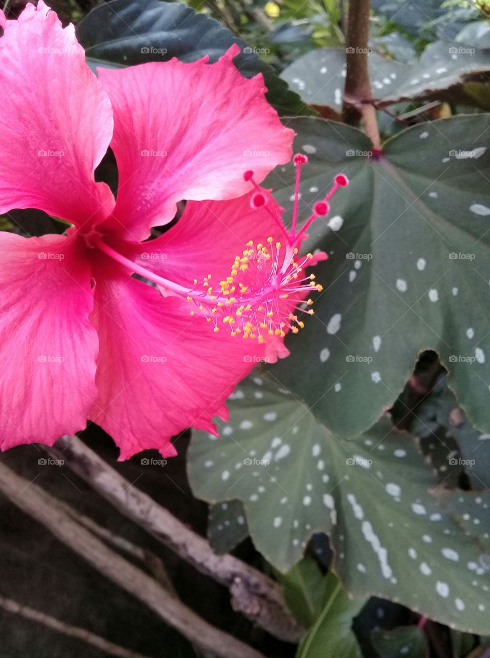 Gorgeous red hibiscus. And lush foliage. Tropical garden in autumn. Nature is great!!