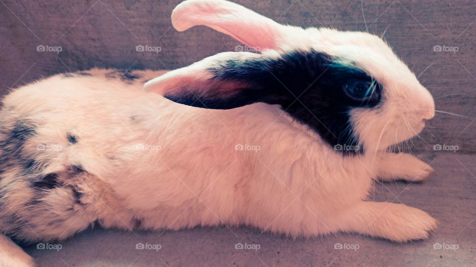 Rabbit Nice Look India