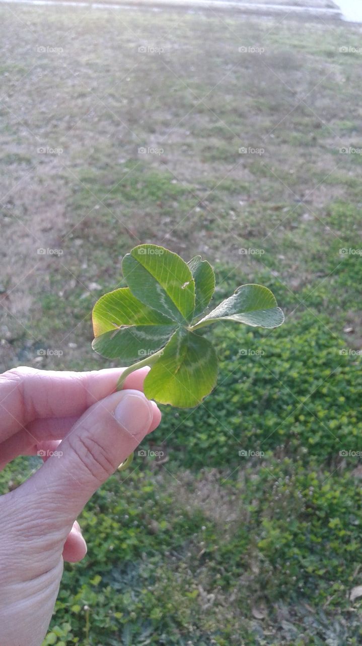 Five Leaf Luck