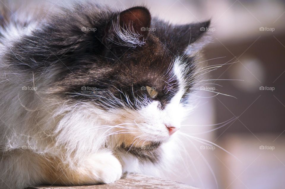 big gray cat lying on the street