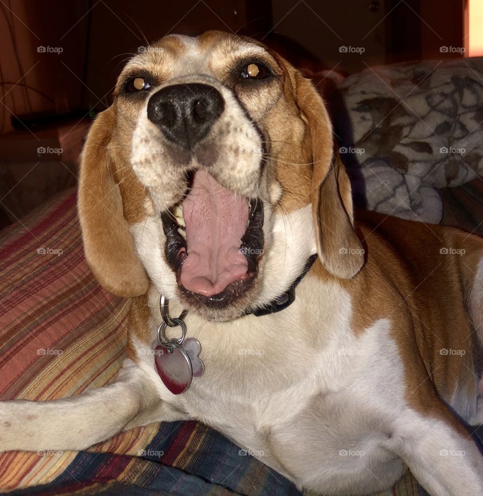Lucy the beagle yawning