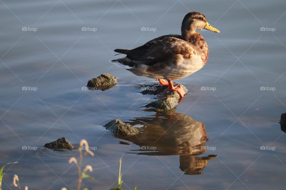 A wild duck mirroring at the water of the river