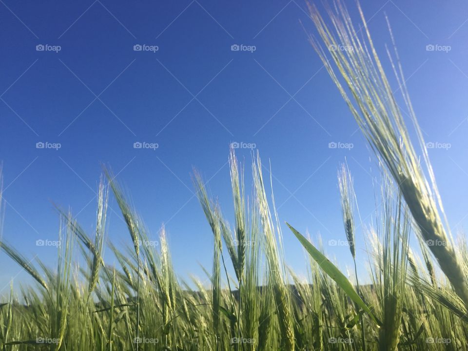 Wheat, Rural, Pasture, Cereal, Field