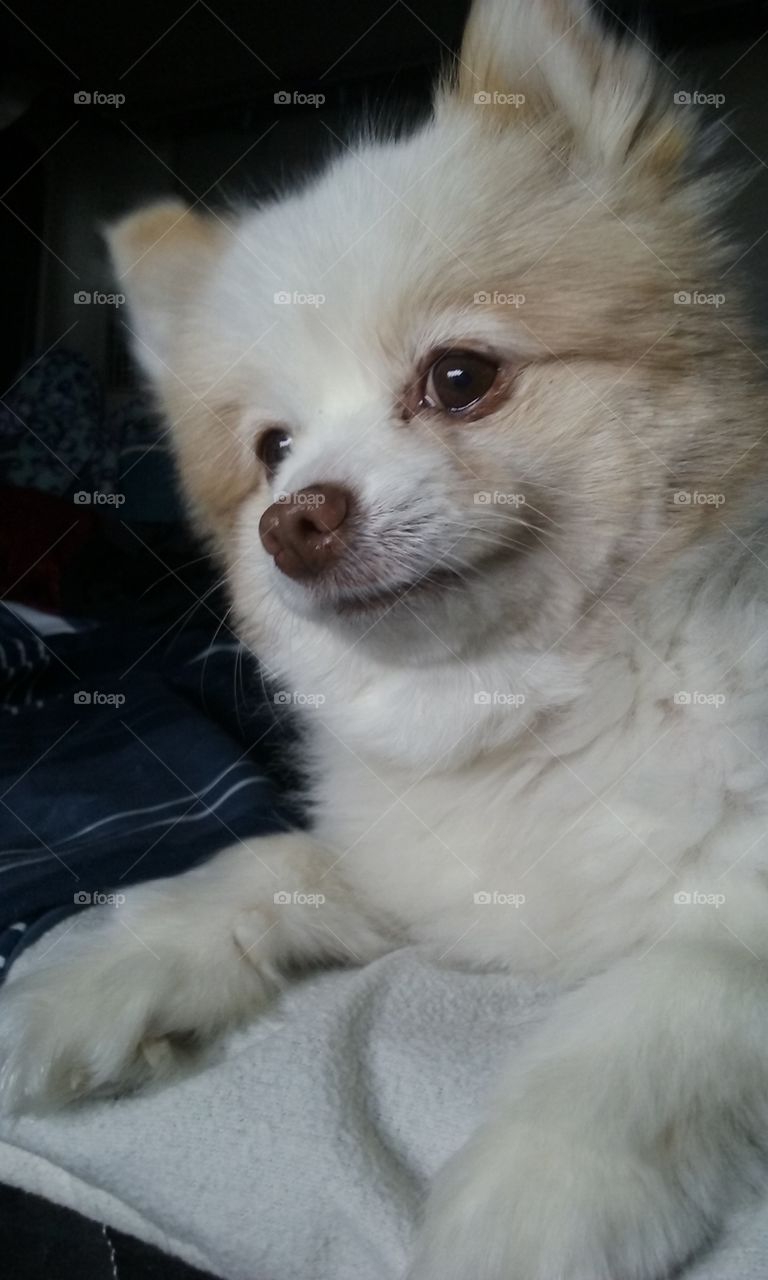 White Brown Nose Pomeranian