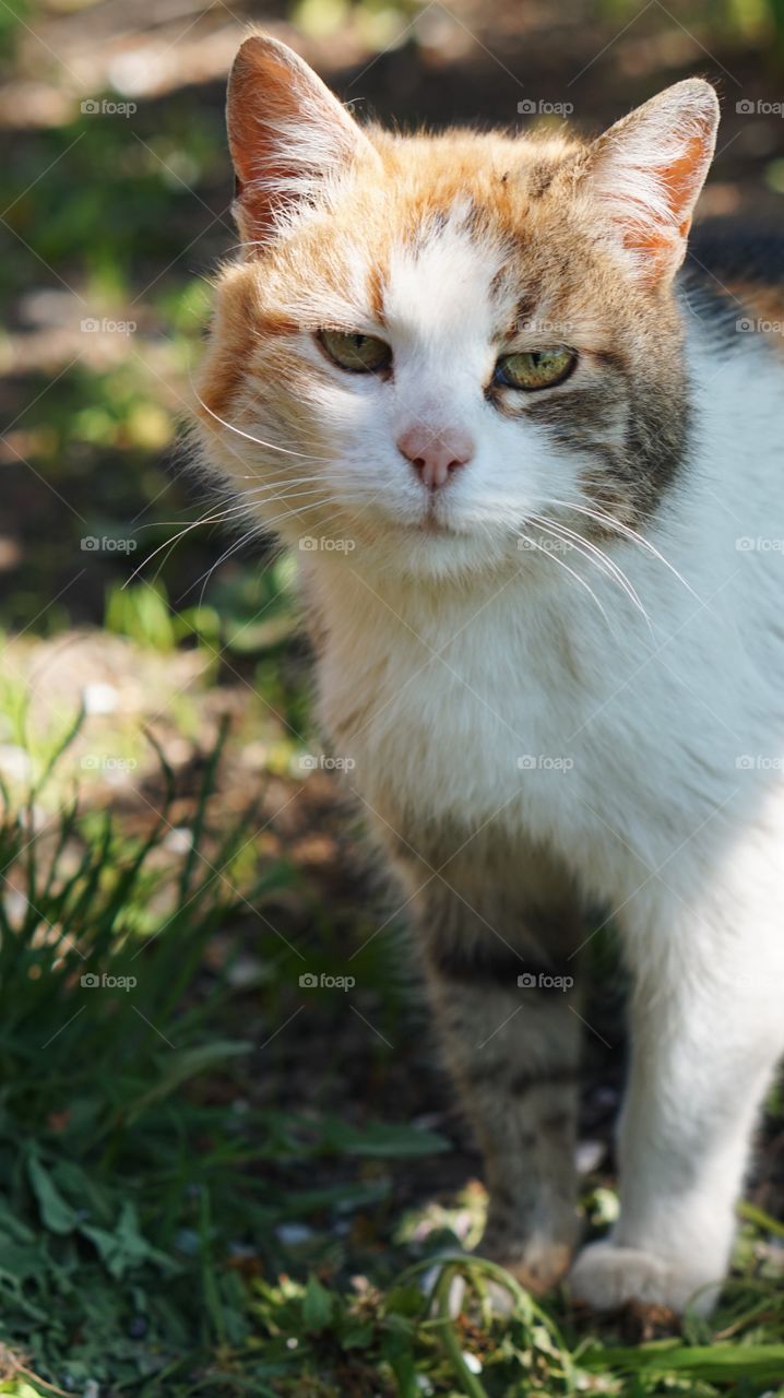 A cat looking at camera