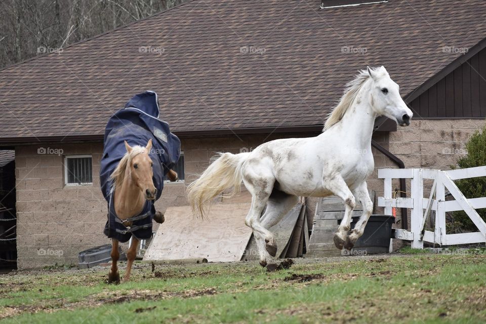 Majestic Horses Kicking and Jumping