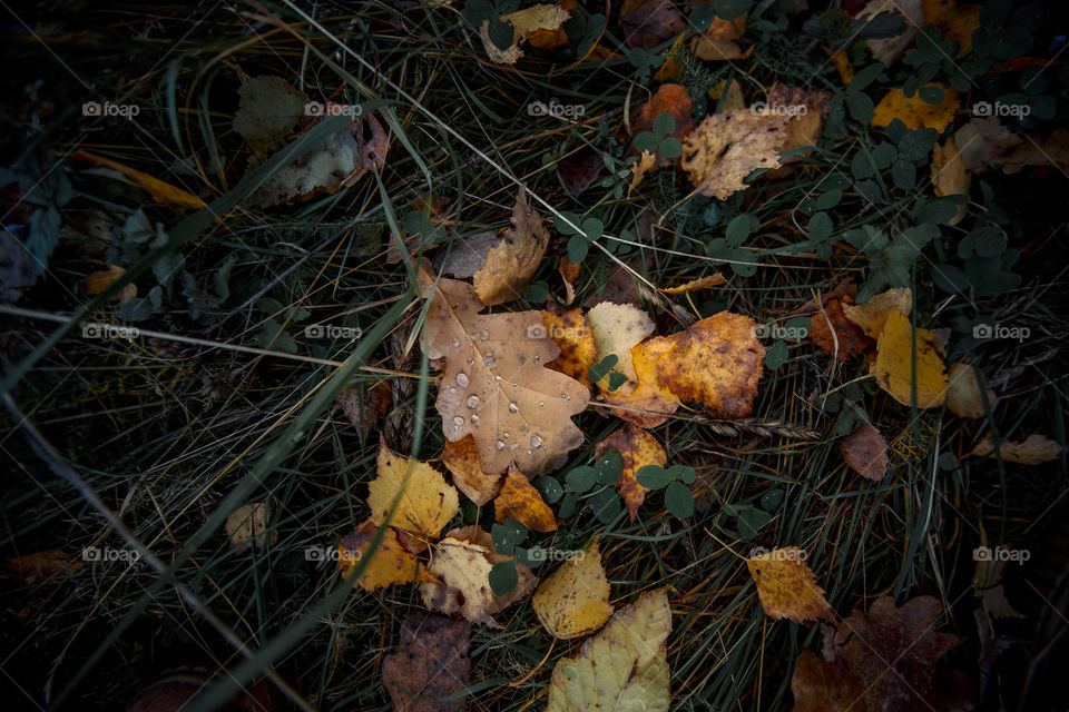 Autumn leaves cover background 