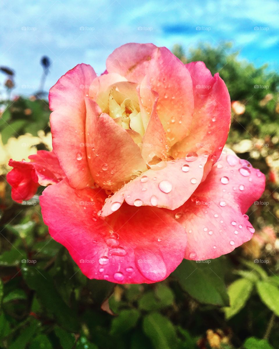 The 2020 photo is this: a flower alive by the water it received from the rain.  May we also receive good energy in the year 2021! / A foto de 2020 é essa: a flor viva pela água que recebeu da chuva. Que nós recebamos boas energias no ano de 2021!