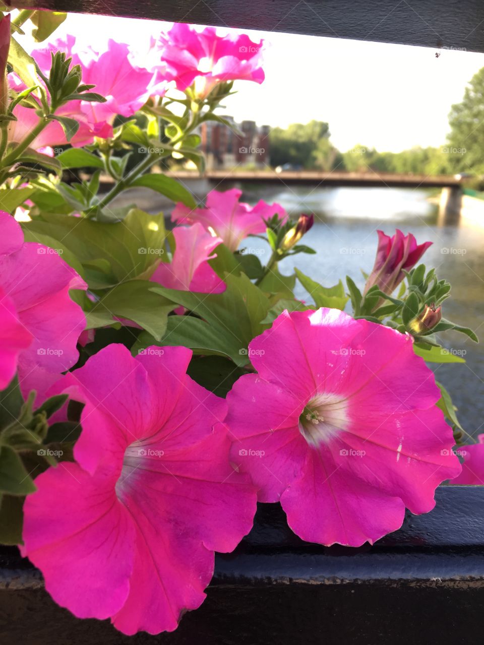 Pink flowers on a bridge.