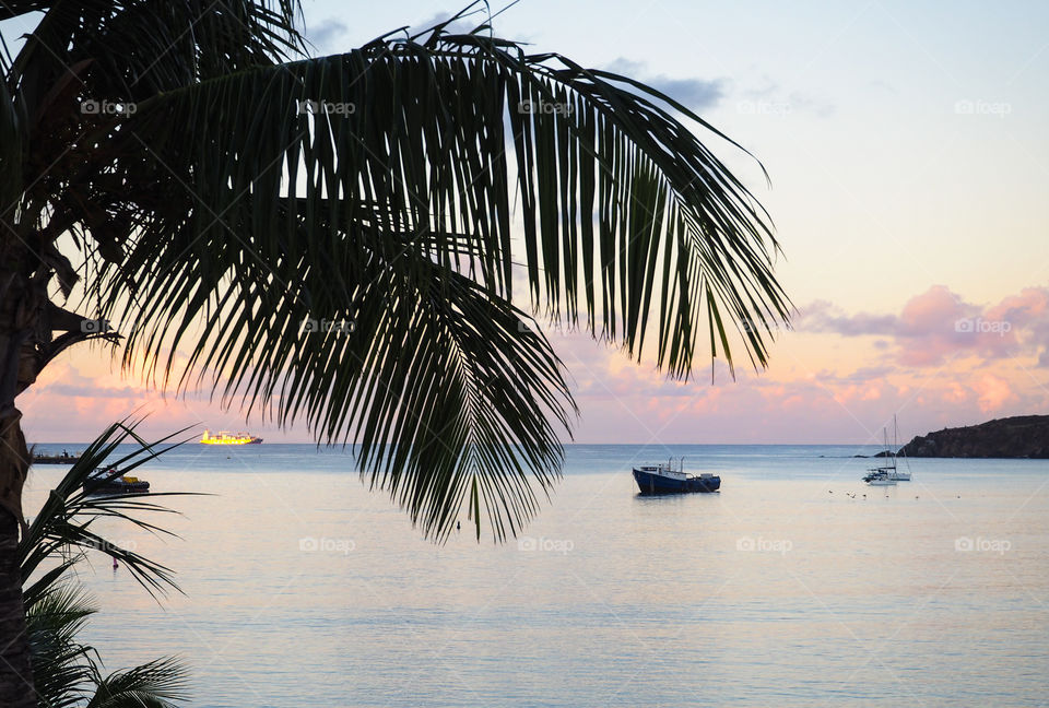 Palm tree and boat. 