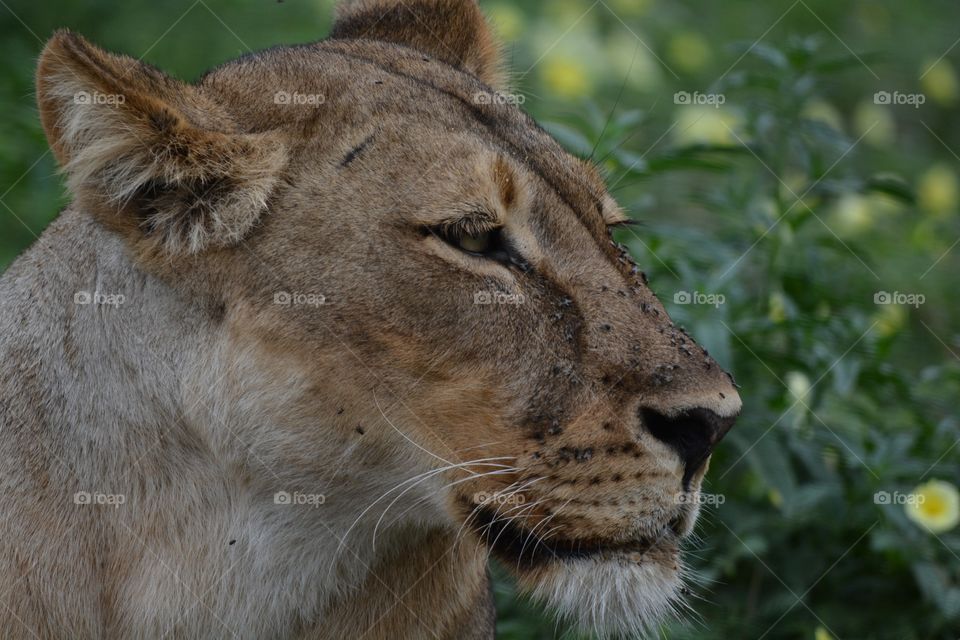Lioness profile … Thuli Reserve Botswana 