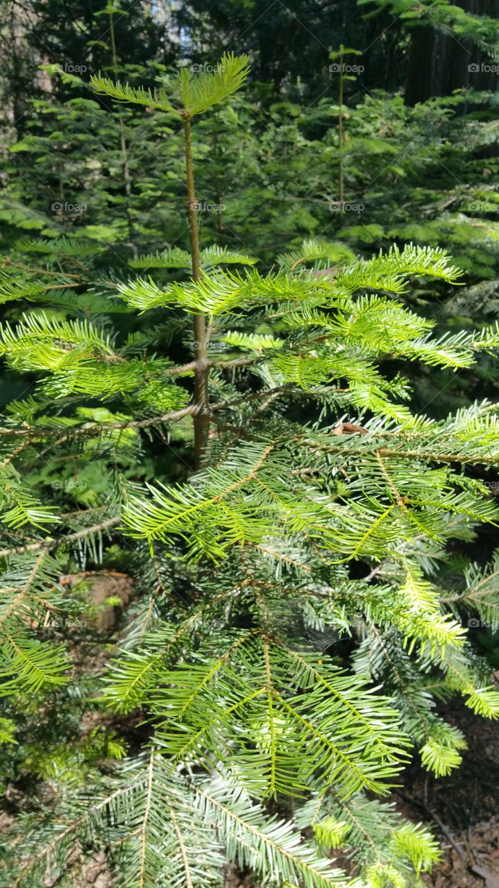 A young pine tree.