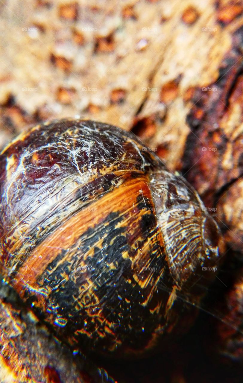 Garden snail taking shelter from the rain on a log