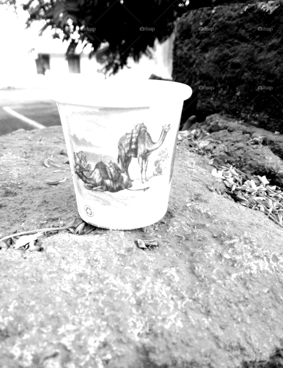 Disposal Cup Photos, Black and White Disposal Photos, Camel Pictures on Disposal Cup, Beautiful Camel Design Disposal Photos, Disposal Black and White Photos, Best Black and White Photos, Camel Great Photos, One for You  Memorable photos,camel photo