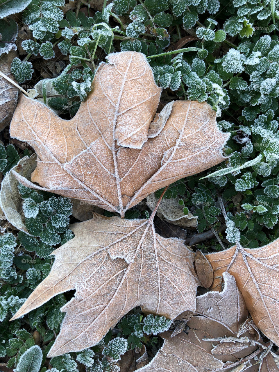 frozen autumn leaf close-up