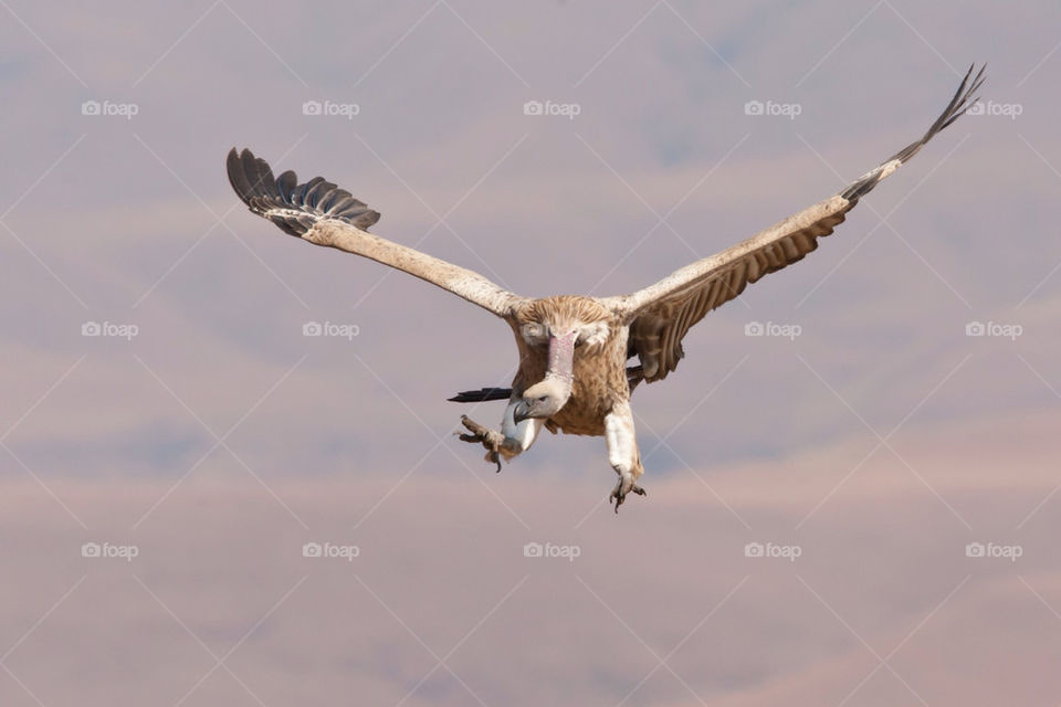 of flying bird feathers by mike007