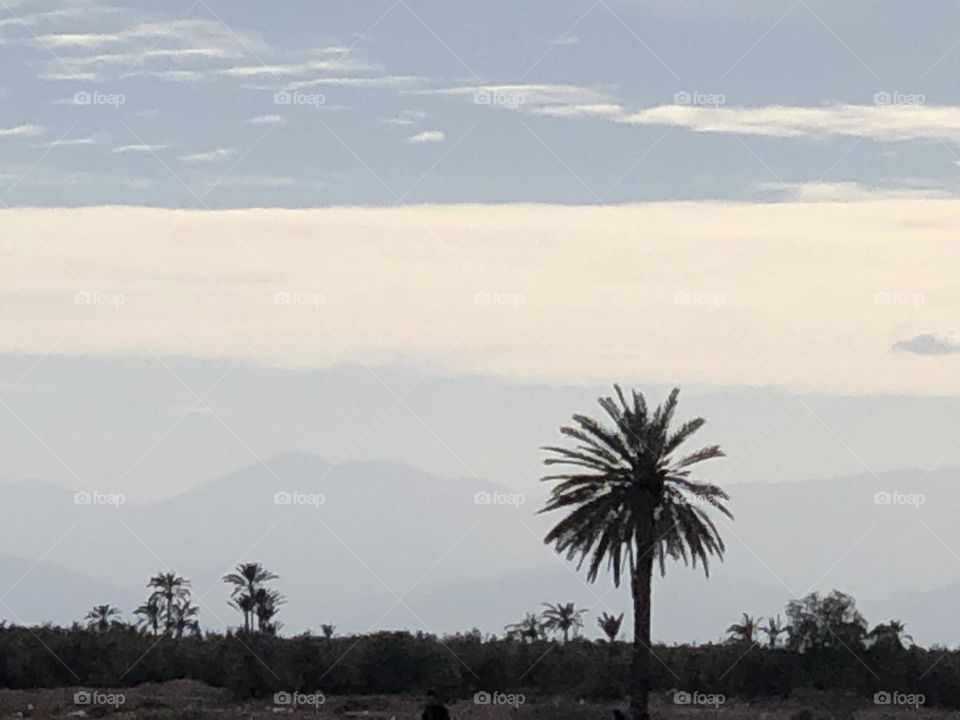 Beautiful landscape and high palm tree