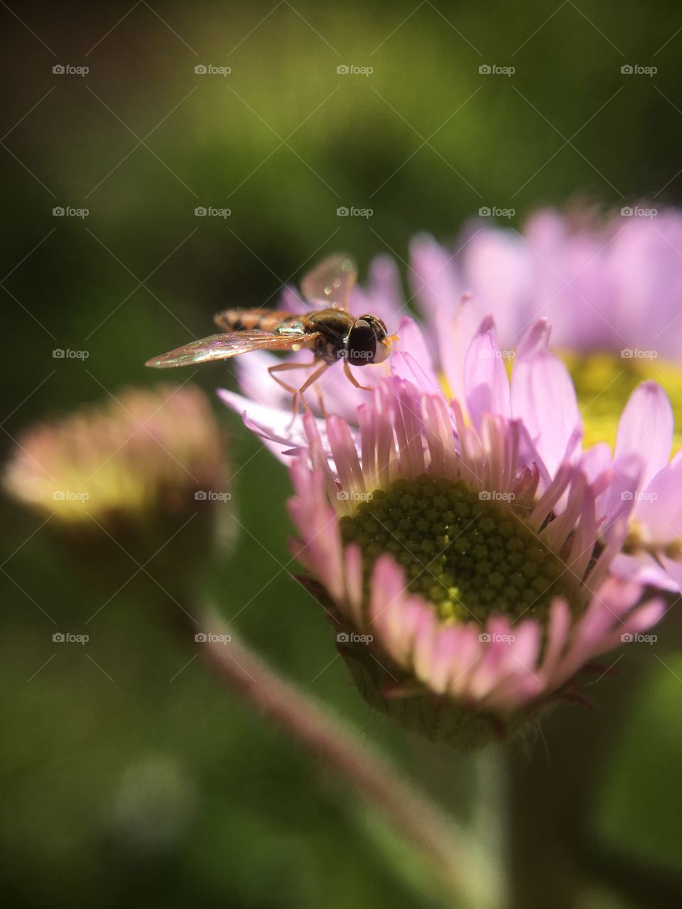 Fly in evening sunlight