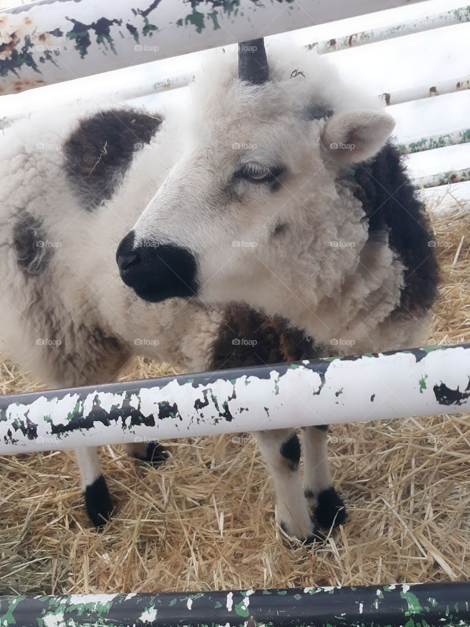 lamb in pen