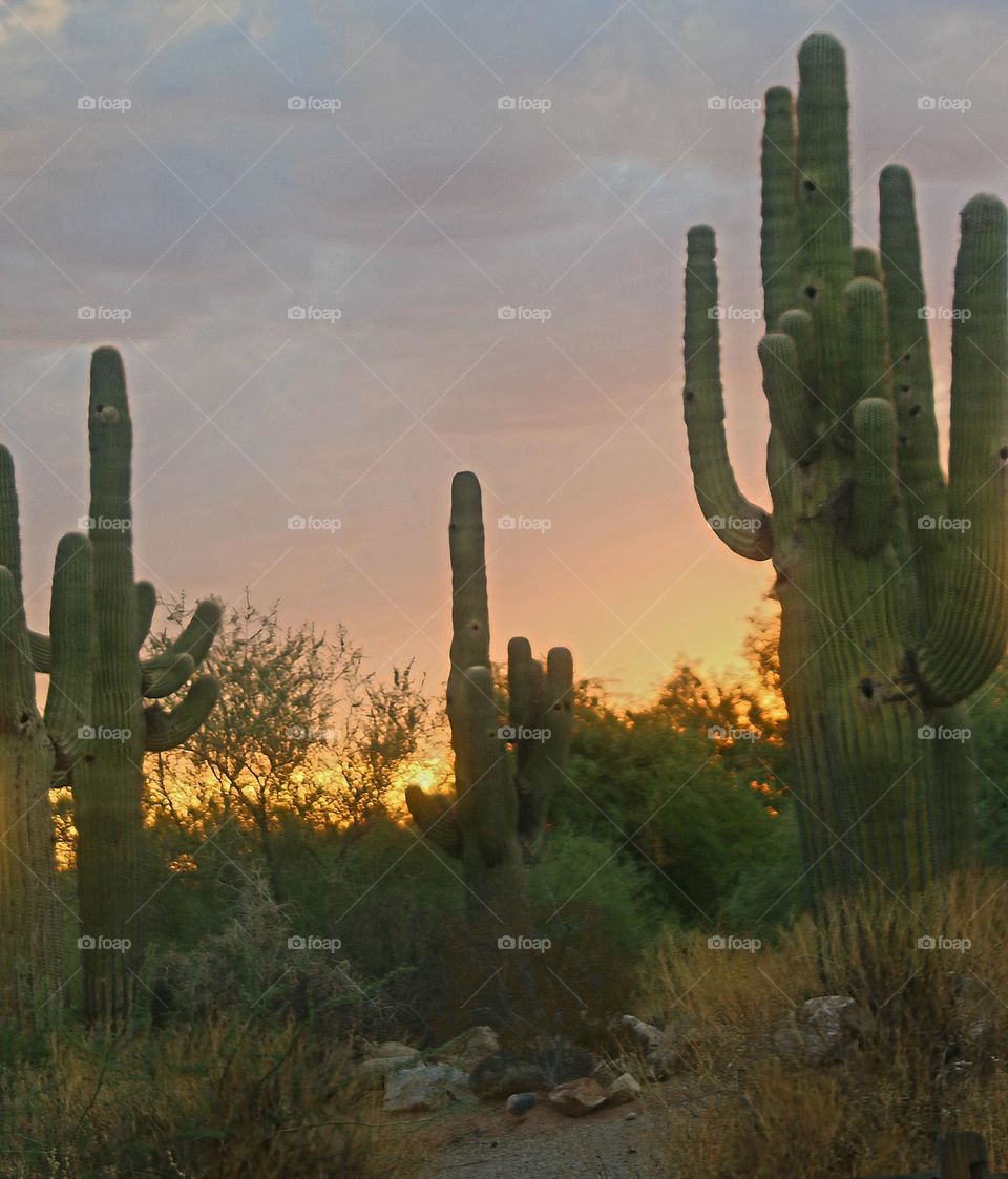 Sunrise in the Sonoran Desert