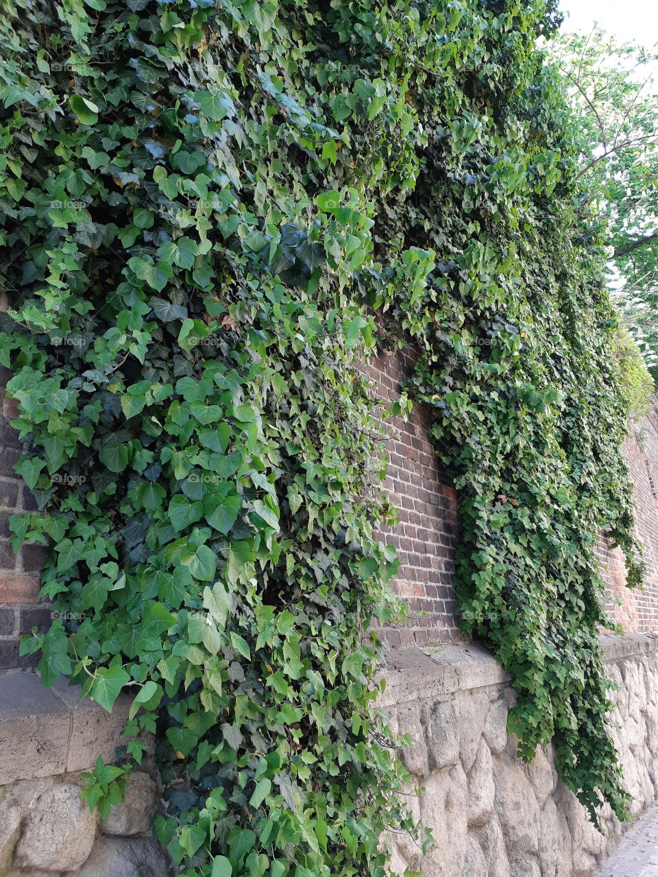 Brick wall and leafs