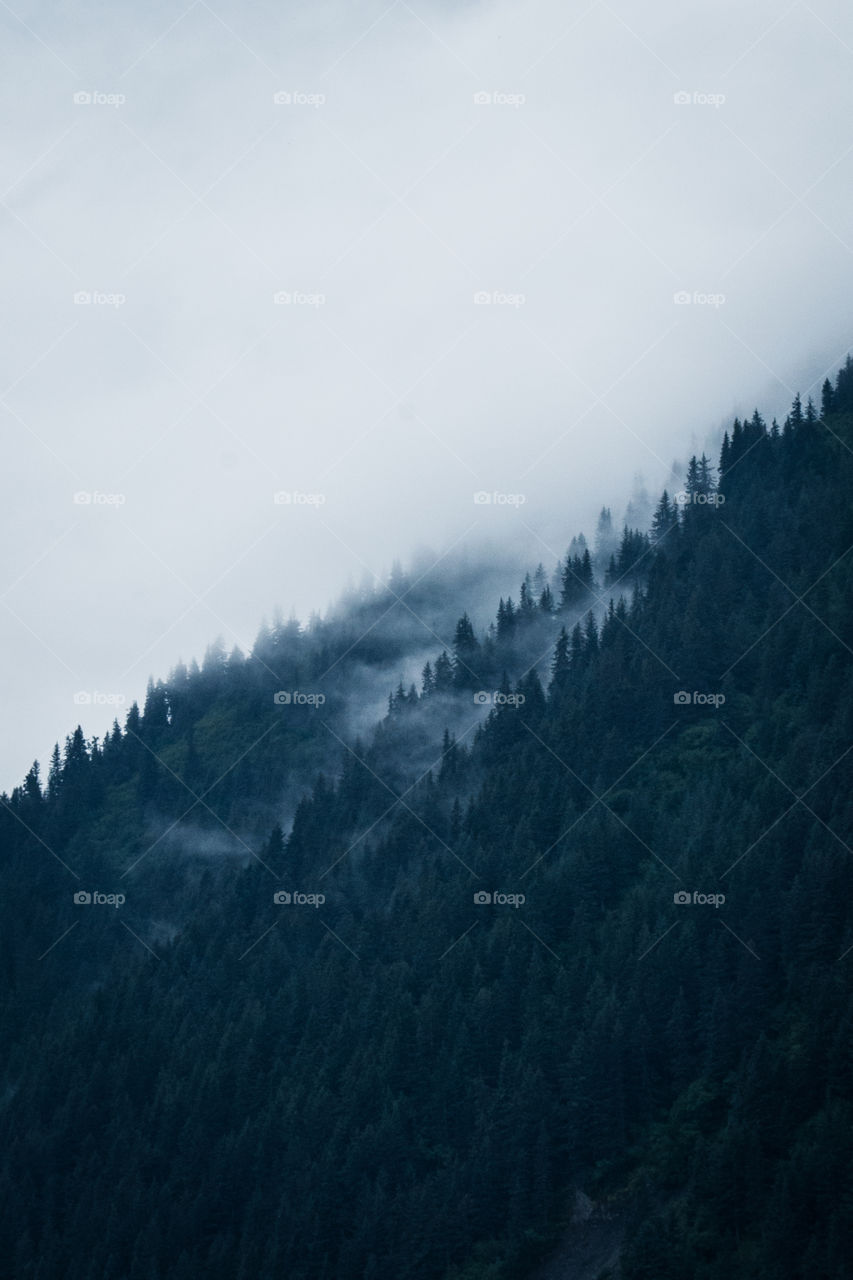 A low fog weaves through the trees of Seward, Alaska.