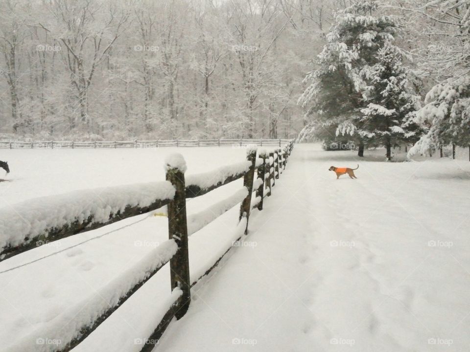 The orange vest worn by my dog during hunting season helps aid in visibility during heavy snowfall over pasture