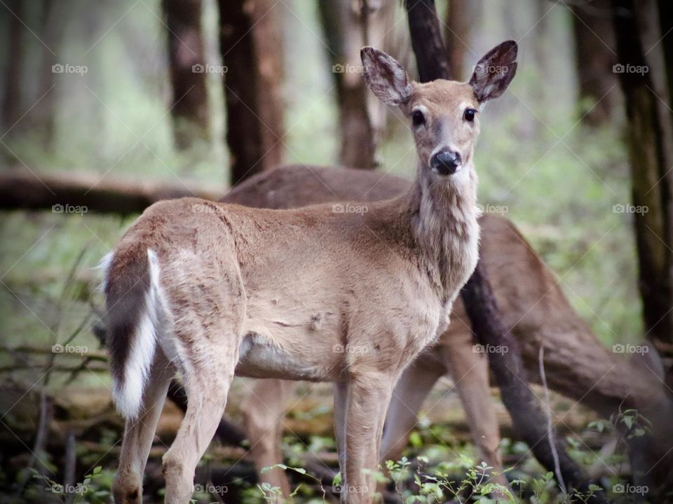 Whitetail deer forage within the quiet, safe borders of Dunbar Cave State Park in Clarksville, Tennessee 