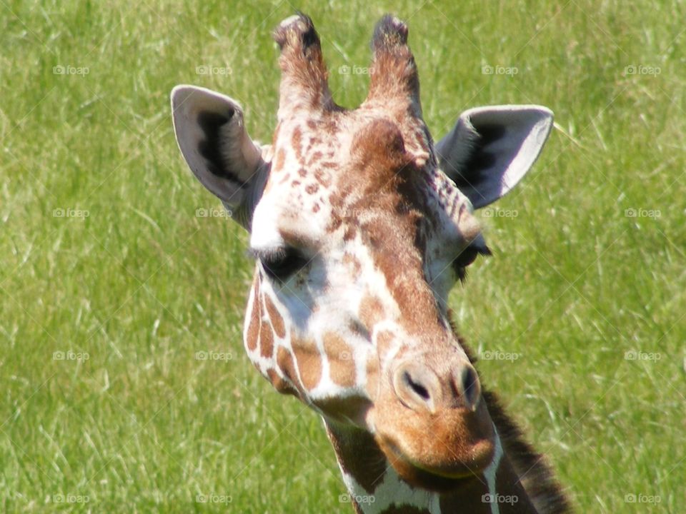 A summer visit to the zoo gave us the opportunity to get a close look at this giraffe.