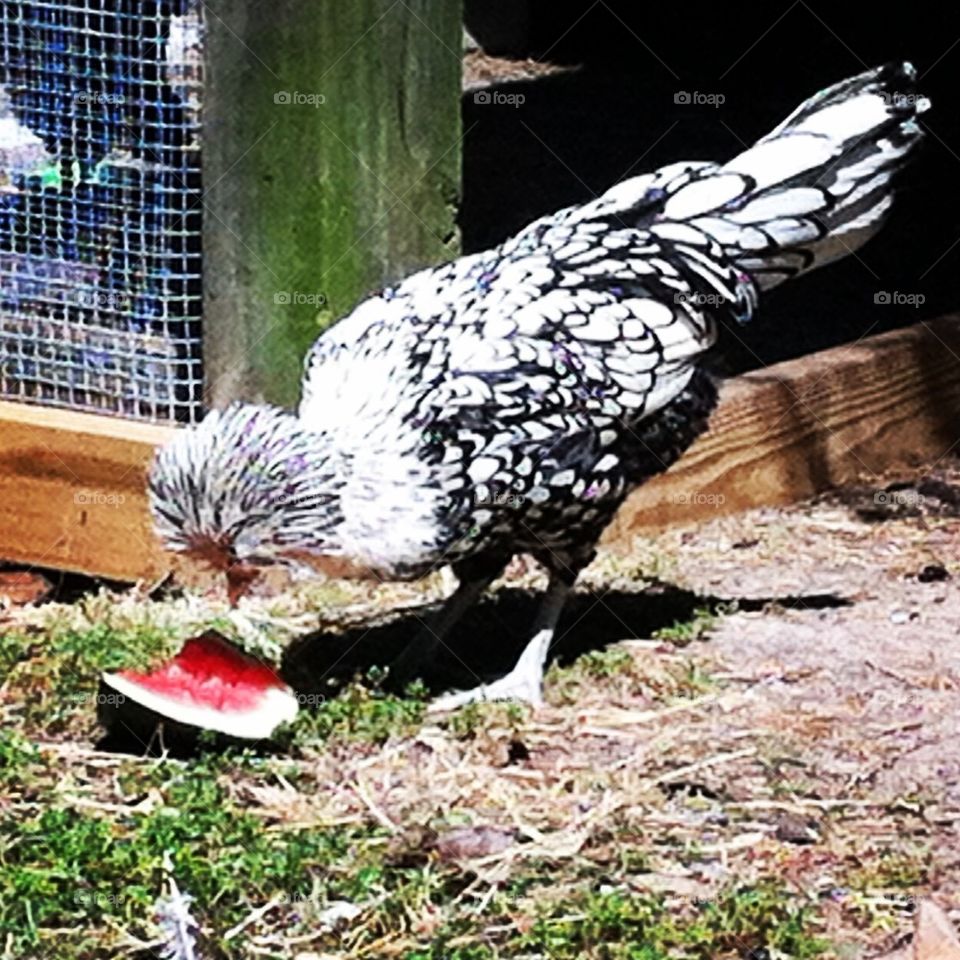 Elvis loves watermelon