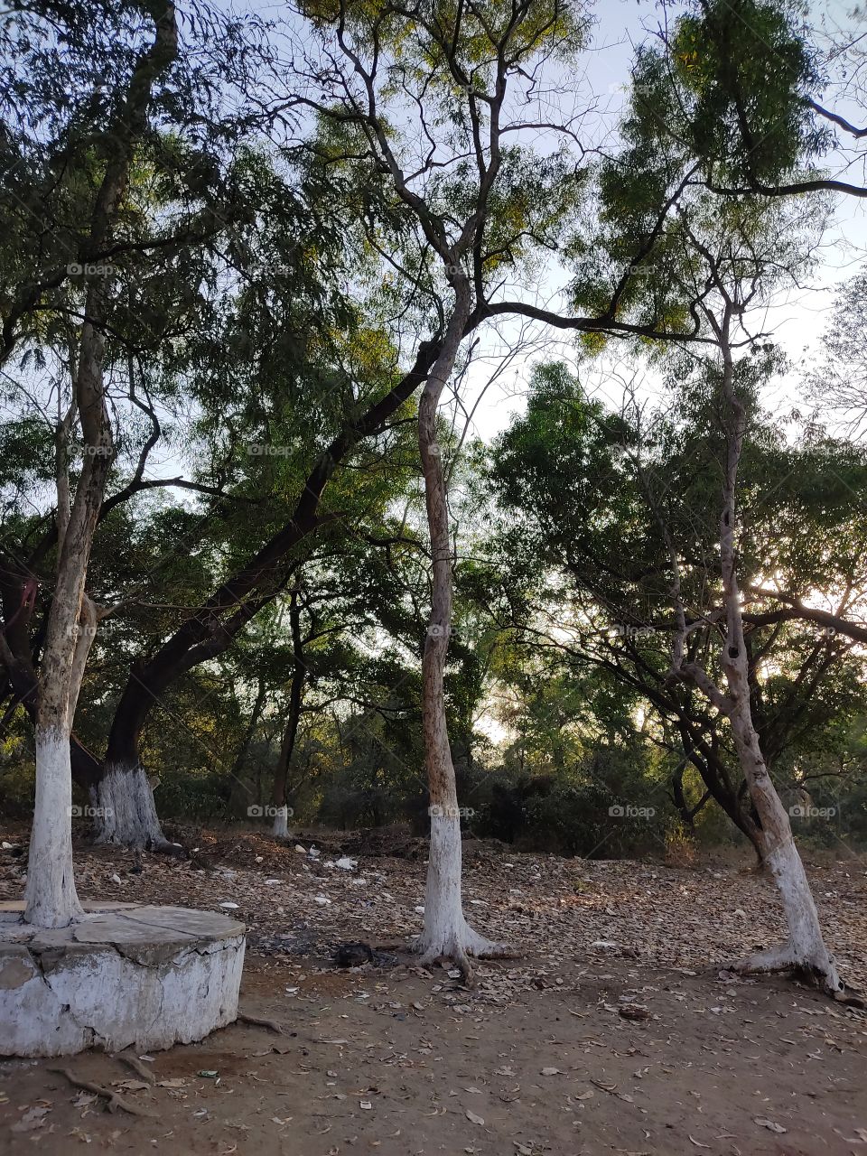 beautiful😍 trees🌳🌳🌳🌳🌳