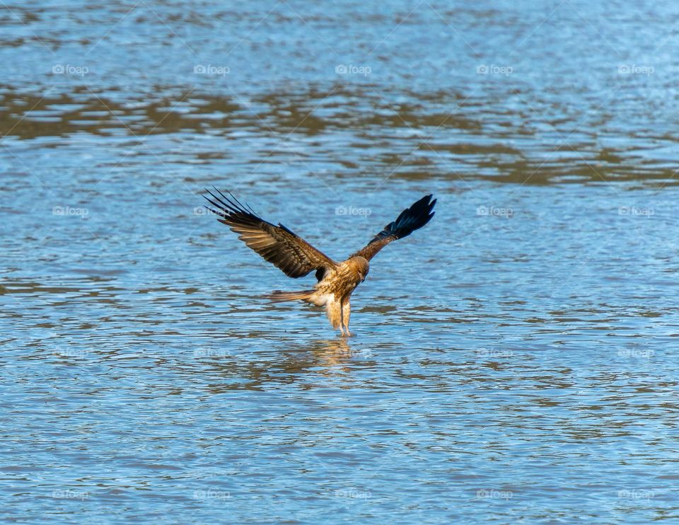 Fishing Whistling Kite
