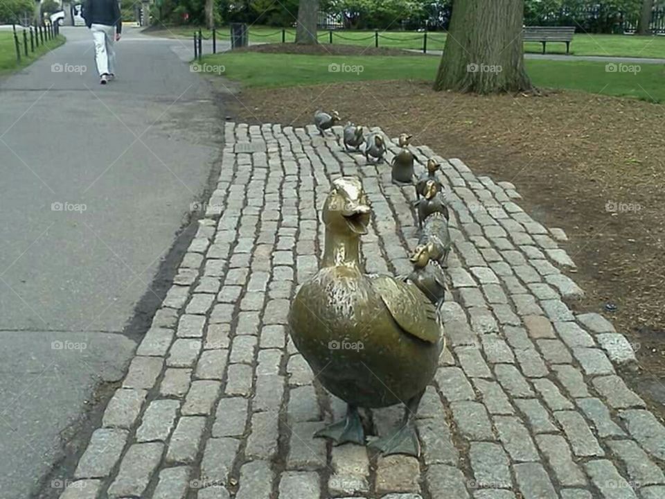Ducks statues in Boston