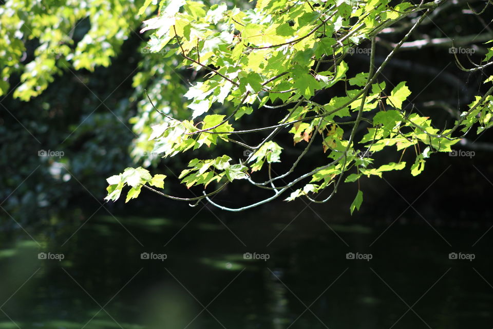 Sunlight warming the branches 