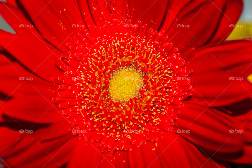 Close-up of red flower