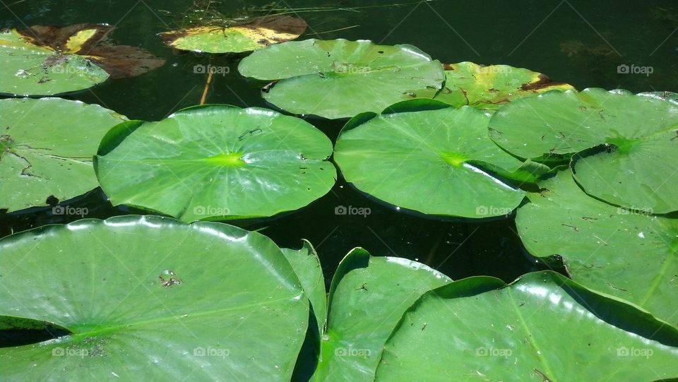 lily pads Lazy Days of Summer