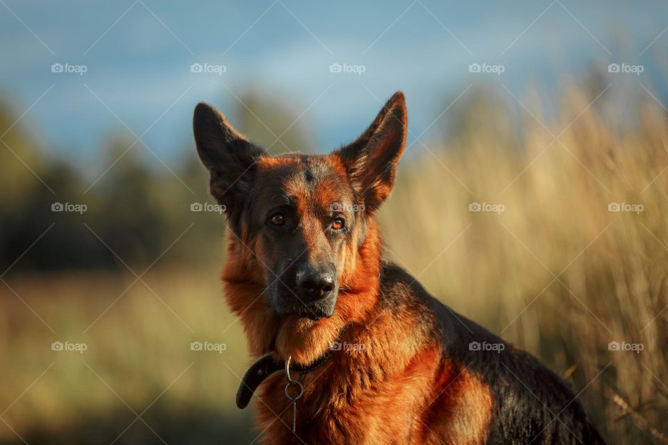 German shepherd dog outdoor portrait 