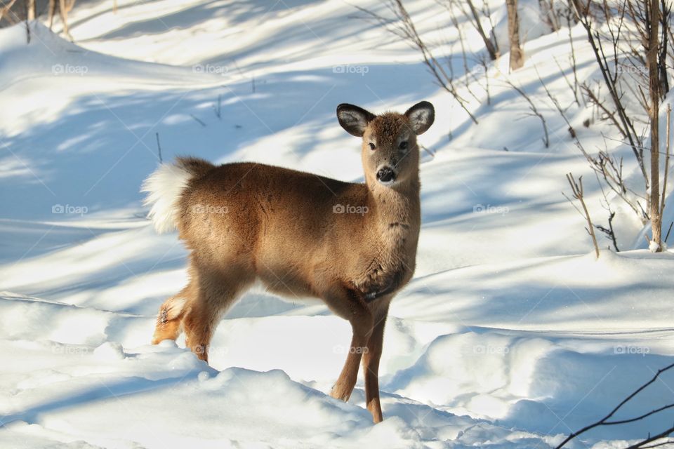 Deer 