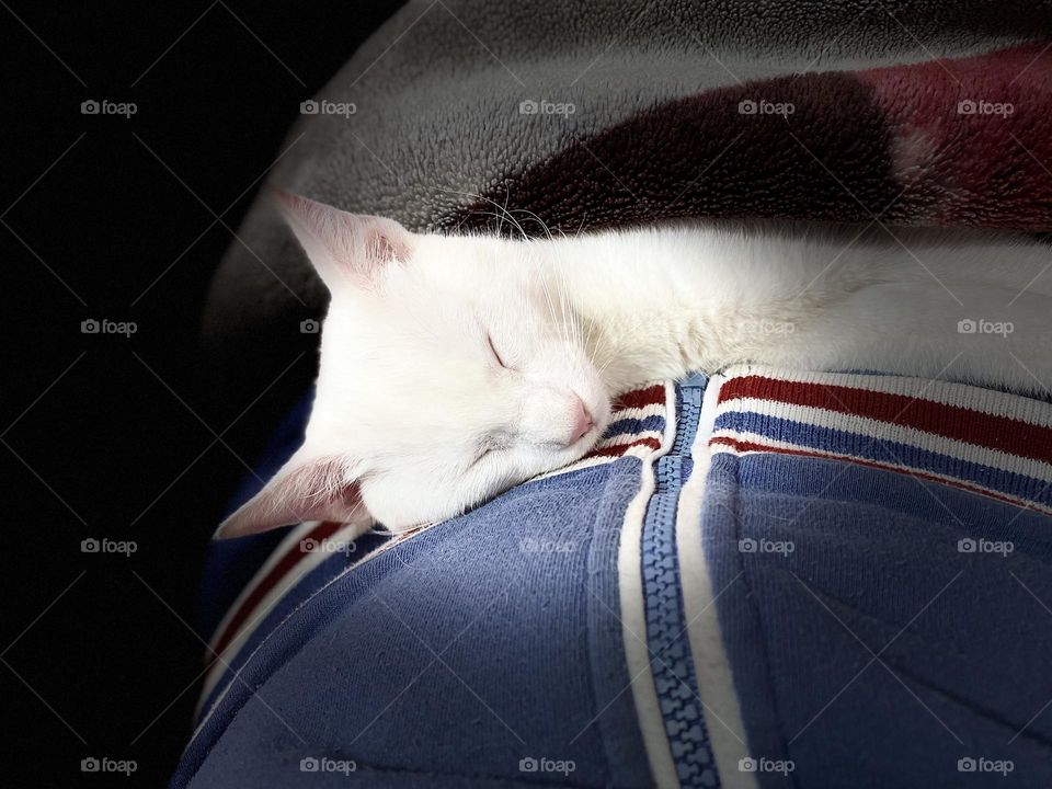 A cat is sleeping peacefully 